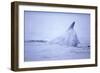 Dorsal Fin of Humpback Whale in Frederick Sound-Paul Souders-Framed Photographic Print