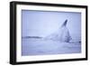 Dorsal Fin of Humpback Whale in Frederick Sound-Paul Souders-Framed Photographic Print