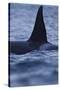 Dorsal Fin of Orca - Killer Whale (Orcinus Orca) Surfacing-Widstrand-Stretched Canvas