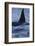 Dorsal Fin of Orca - Killer Whale (Orcinus Orca) Surfacing-Widstrand-Framed Photographic Print