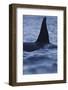 Dorsal Fin of Orca - Killer Whale (Orcinus Orca) Surfacing-Widstrand-Framed Photographic Print