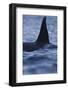 Dorsal Fin of Orca - Killer Whale (Orcinus Orca) Surfacing-Widstrand-Framed Photographic Print