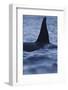 Dorsal Fin of Orca - Killer Whale (Orcinus Orca) Surfacing-Widstrand-Framed Photographic Print