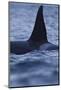 Dorsal Fin of Orca - Killer Whale (Orcinus Orca) Surfacing-Widstrand-Mounted Photographic Print