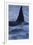 Dorsal Fin of Orca - Killer Whale (Orcinus Orca) Surfacing-Widstrand-Framed Photographic Print