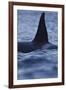 Dorsal Fin of Orca - Killer Whale (Orcinus Orca) Surfacing-Widstrand-Framed Photographic Print