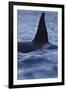 Dorsal Fin of Orca - Killer Whale (Orcinus Orca) Surfacing-Widstrand-Framed Photographic Print