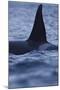 Dorsal Fin of Orca - Killer Whale (Orcinus Orca) Surfacing-Widstrand-Mounted Photographic Print