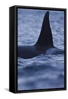 Dorsal Fin of Orca - Killer Whale (Orcinus Orca) Surfacing-Widstrand-Framed Stretched Canvas