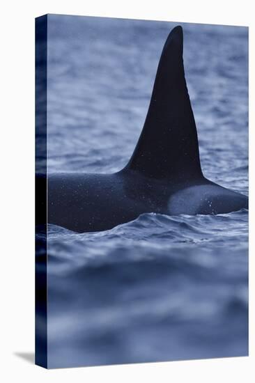 Dorsal Fin of Orca - Killer Whale (Orcinus Orca) Surfacing-Widstrand-Stretched Canvas