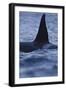 Dorsal Fin of Orca - Killer Whale (Orcinus Orca) Surfacing-Widstrand-Framed Photographic Print