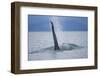 Dorsal Fin of Orca Whale in Alaska-Paul Souders-Framed Photographic Print