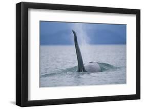 Dorsal Fin of Orca Whale in Alaska-Paul Souders-Framed Photographic Print