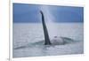 Dorsal Fin of Orca Whale in Alaska-Paul Souders-Framed Photographic Print