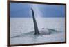 Dorsal Fin of Orca Whale in Alaska-Paul Souders-Framed Photographic Print