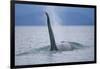 Dorsal Fin of Orca Whale in Alaska-Paul Souders-Framed Photographic Print