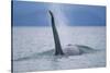 Dorsal Fin of Orca Whale in Alaska-Paul Souders-Stretched Canvas