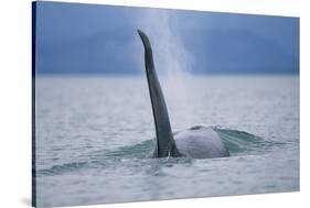 Dorsal Fin of Orca Whale in Alaska-Paul Souders-Stretched Canvas