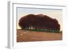 Dorset Clump of Trees, 2012-Liz Wright-Framed Giclee Print