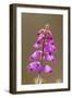 Dorset Heath-null-Framed Photographic Print