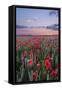 Dorset Poppy Field at Sunset-Oliver Taylor-Framed Stretched Canvas
