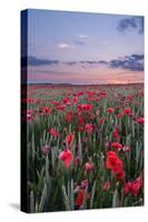 Dorset Poppy Field at Sunset-Oliver Taylor-Stretched Canvas