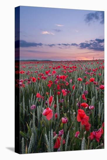 Dorset Poppy Field at Sunset-Oliver Taylor-Stretched Canvas