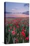 Dorset Poppy Field at Sunset-Oliver Taylor-Stretched Canvas