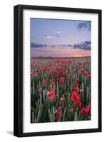 Dorset Poppy Field at Sunset-Oliver Taylor-Framed Photographic Print