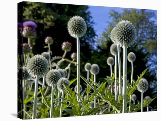 Dorset, Thorncombe, Forde Abbey Forms Part of the Boundary Between Dorset and Somerset, England-Mark Hannaford-Stretched Canvas