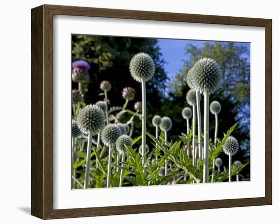 Dorset, Thorncombe, Forde Abbey Forms Part of the Boundary Between Dorset and Somerset, England-Mark Hannaford-Framed Photographic Print