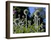 Dorset, Thorncombe, Forde Abbey Forms Part of the Boundary Between Dorset and Somerset, England-Mark Hannaford-Framed Photographic Print