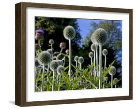 Dorset, Thorncombe, Forde Abbey Forms Part of the Boundary Between Dorset and Somerset, England-Mark Hannaford-Framed Photographic Print