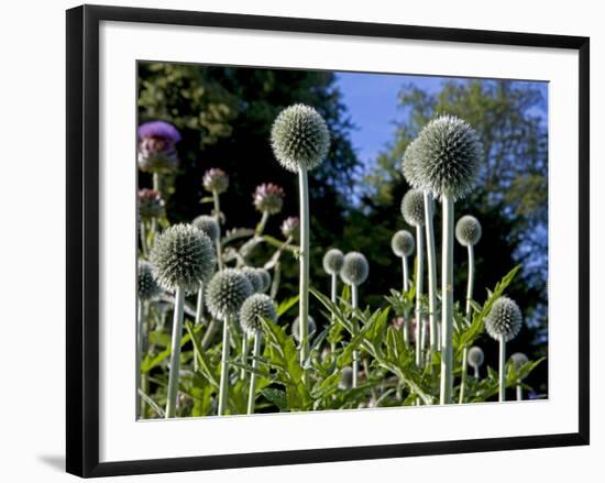 Dorset, Thorncombe, Forde Abbey Forms Part of the Boundary Between Dorset and Somerset, England-Mark Hannaford-Framed Photographic Print