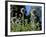 Dorset, Thorncombe, Forde Abbey Forms Part of the Boundary Between Dorset and Somerset, England-Mark Hannaford-Framed Photographic Print