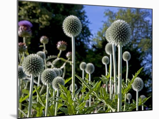 Dorset, Thorncombe, Forde Abbey Forms Part of the Boundary Between Dorset and Somerset, England-Mark Hannaford-Mounted Photographic Print