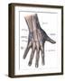 Dorsum of the Hand and Fingers-Science Source-Framed Giclee Print