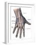 Dorsum of the Hand and Fingers-Science Source-Framed Giclee Print