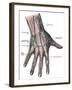 Dorsum of the Hand and Fingers-Science Source-Framed Giclee Print