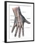 Dorsum of the Hand and Fingers-Science Source-Framed Giclee Print