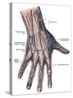 Dorsum of the Hand and Fingers-Science Source-Stretched Canvas