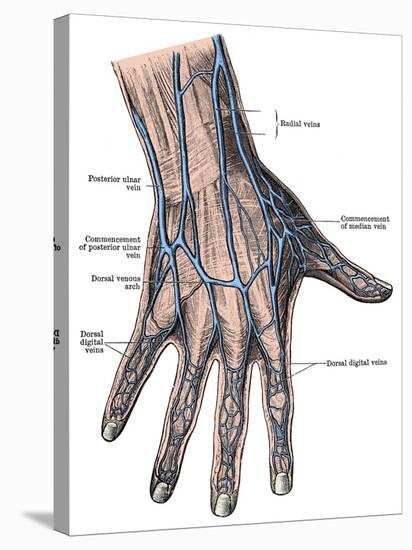 Dorsum of the Hand and Fingers-Science Source-Stretched Canvas