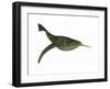 Doryaspis Is an Extinct Genus of Primitive Jawless Fish-null-Framed Art Print