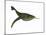 Doryaspis Is an Extinct Genus of Primitive Jawless Fish-null-Mounted Art Print