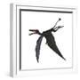 Dorygnathus, a Genus of Pterosaur from the Jurassic Period-null-Framed Premium Giclee Print