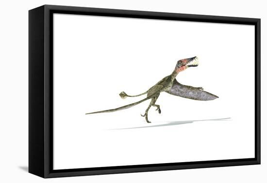 Dorygnathus Flying Dinosaur-null-Framed Stretched Canvas