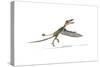 Dorygnathus Flying Dinosaur-null-Stretched Canvas