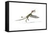 Dorygnathus Flying Dinosaur-null-Framed Stretched Canvas