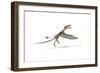 Dorygnathus Flying Dinosaur-null-Framed Premium Giclee Print