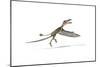 Dorygnathus Flying Dinosaur-null-Mounted Premium Giclee Print